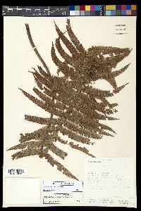 Polystichum stuebelii image