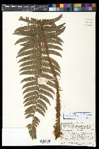 Polystichum stuebelii image