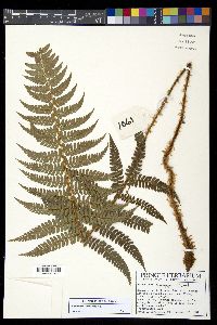 Polystichum stuebelii image
