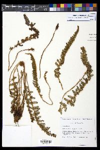 Polystichum polyphyllum image