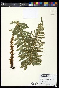 Polystichum aculeatum image