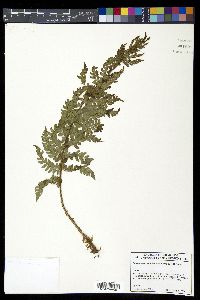 Polystichum acutipinnulum image