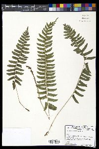 Polystichum acutidens image
