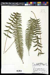 Polystichum acutidens image