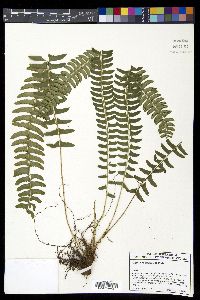 Polystichum acutidens image
