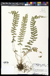 Polystichum acutidens image