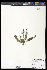 Polystichum acutidens image