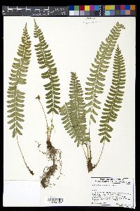 Polystichum acutidens image
