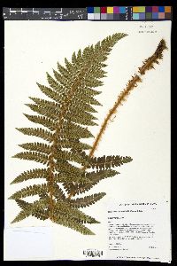Polystichum bonseyi image