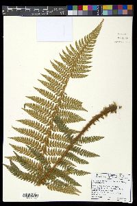 Polystichum bonseyi image