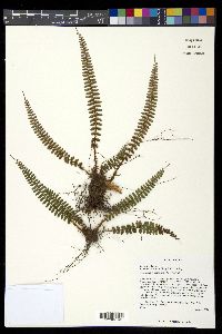 Media resource of Polystichum erosum