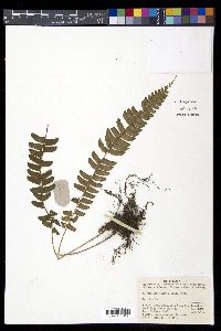 Polystichum deltodon image