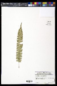 Polystichum deltodon image