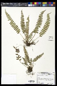 Polystichum deltodon image
