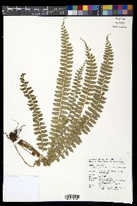 Polystichum deltodon image