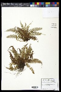Polystichum craspedosorum image