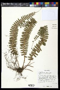 Polystichum craspedosorum image