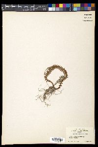 Polystichum craspedosorum image