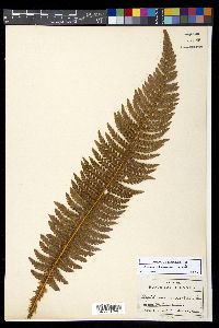 Polystichum hillebrandii image