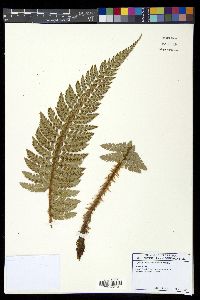 Polystichum hillebrandii image