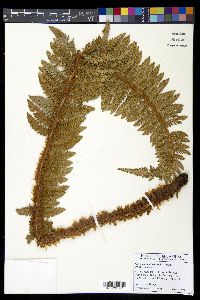 Polystichum hillebrandii image
