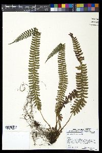 Polystichum hecatopterum image