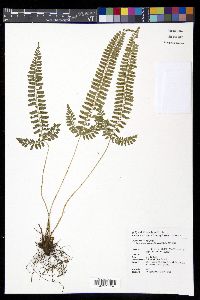 Polystichum hancockii image