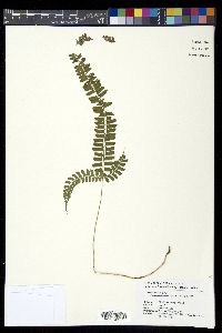 Polystichum hancockii image