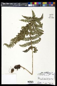 Polystichum makinoi image