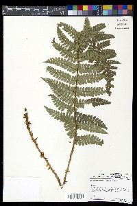 Polystichum makinoi image
