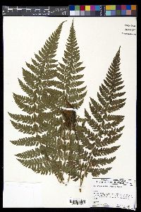 Polystichum makinoi image