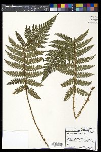 Polystichum makinoi image