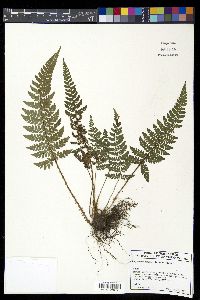 Polystichum makinoi image