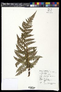 Polystichum makinoi image