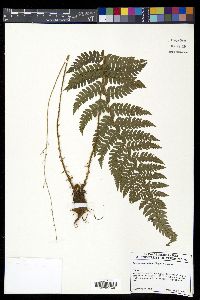 Polystichum makinoi image