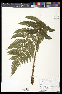 Polystichum pseudomakinoi image