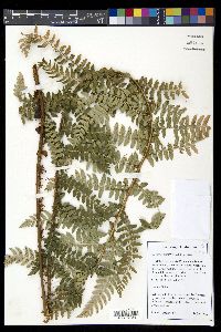 Polystichum proliferum image