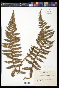 Polystichum polyblepharum image