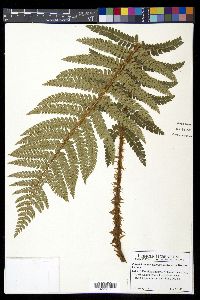 Polystichum polyblepharum image