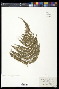 Polystichum aculeatum image