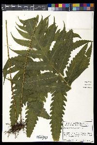 Bolbitis aliena image