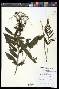 Bolbitis quoyana image