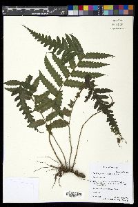 Bolbitis quoyana image
