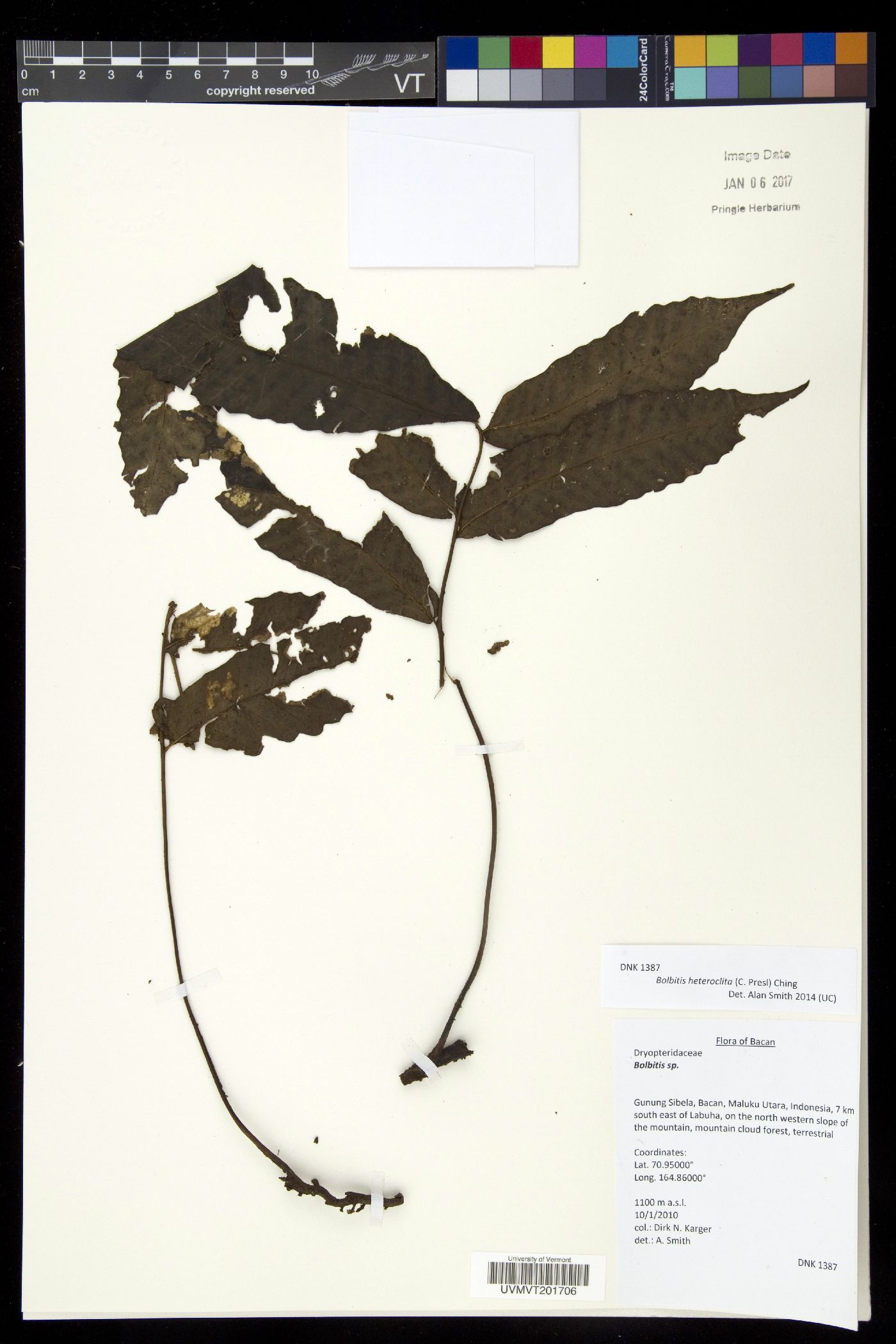 Bolbitis heteroclita image