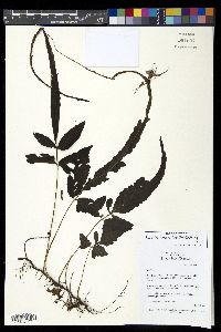 Bolbitis heteroclita image