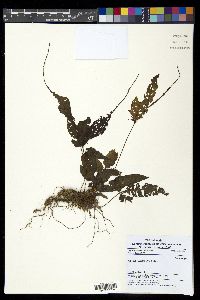 Bolbitis heteroclita image