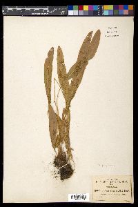 Elaphoglossum muelleri image