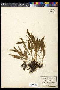 Elaphoglossum muelleri image