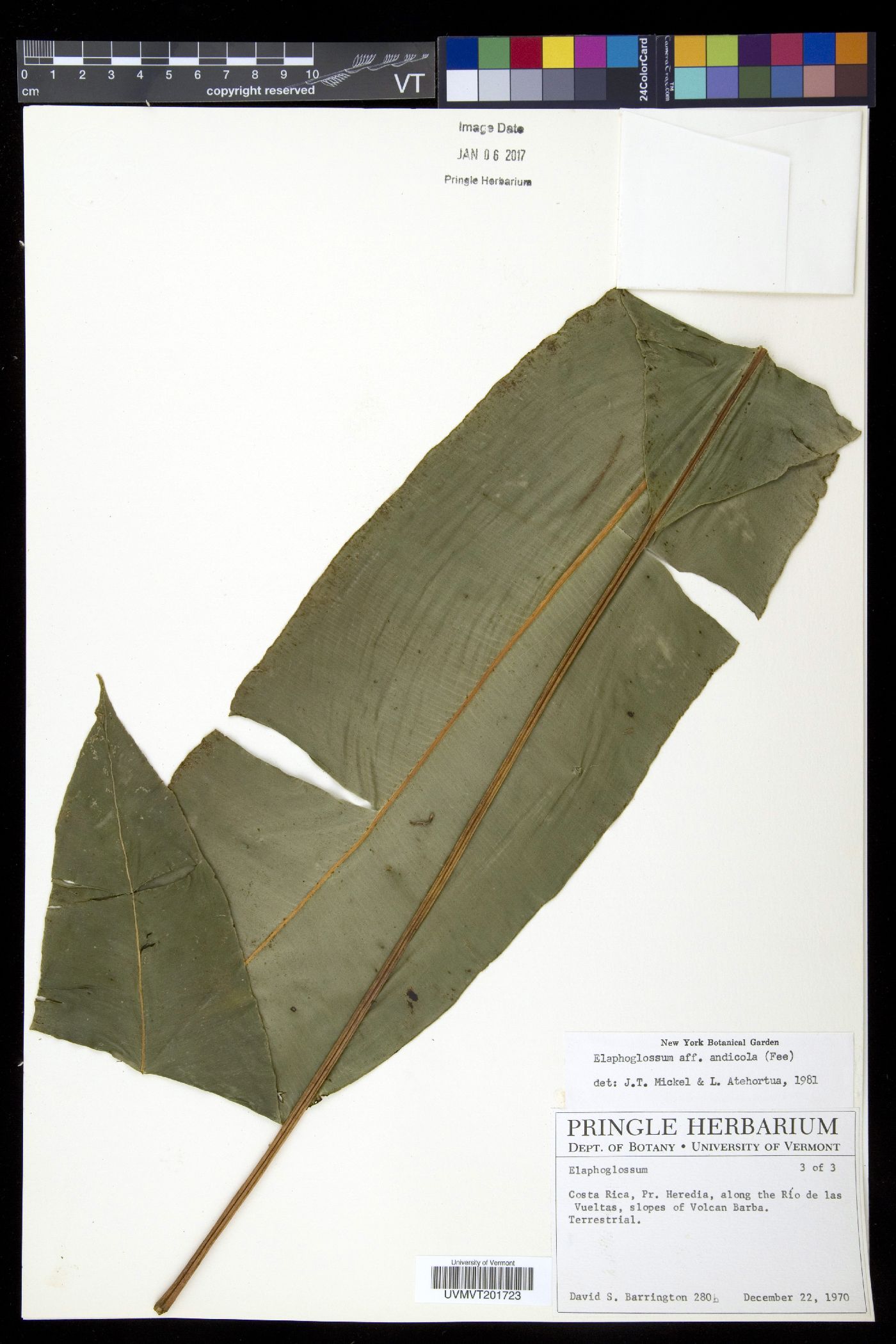 Elaphoglossum andicola image