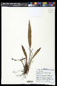 Elaphoglossum notatum image
